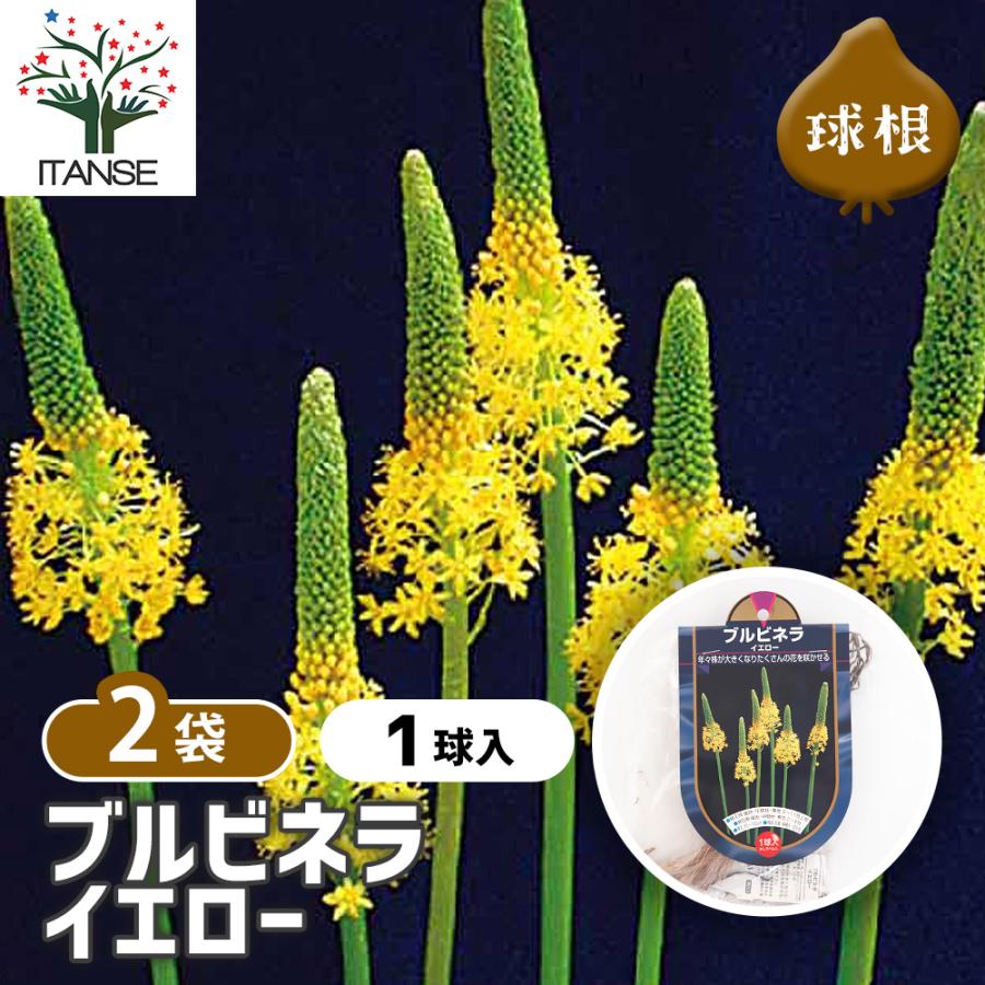 花球根 ブルビネラ イエロー 1球/お買い得2個セット 球根の花 鉢植え 地植え ガーデニング : 野菜苗・植物・青果物販売のITANSE ...