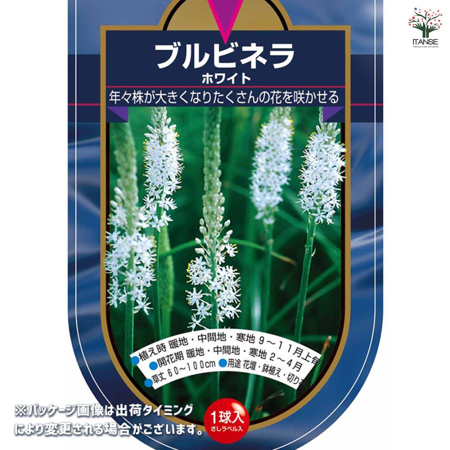 花球根 ブルビネラ ホワイト 1球/1個売り 球根の花 鉢植え 地植え ガーデニング : 野菜苗・植物・青果物販売のITANSE - 通販 ...