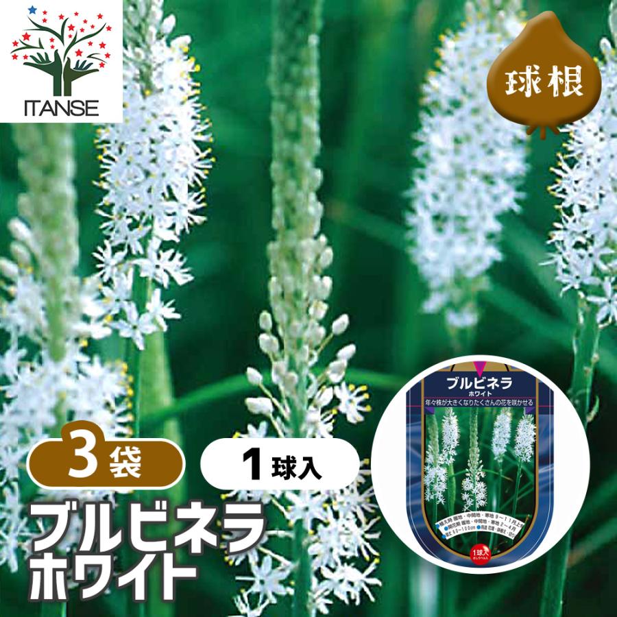 花球根 ブルビネラ ホワイト 1球/お買い得3個セット 球根の花 鉢植え 地植え ガーデニング : 野菜苗・植物・青果物販売のITANSE ...