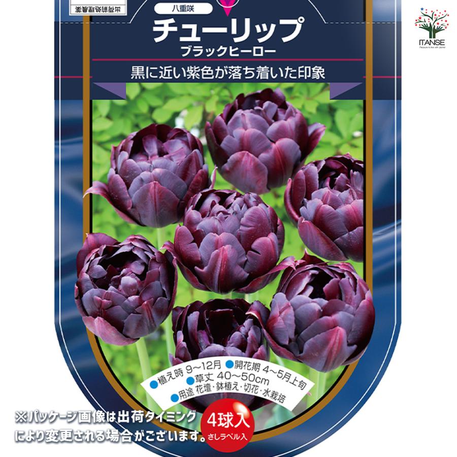 花球根 チューリップ 八重咲き ブラックヒーロー 4球/お買い得3個