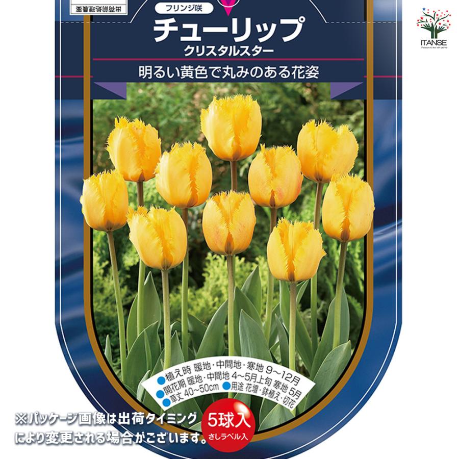 花球根 チューリップ フリンジ咲き クリスタルスター 5球/お買い得2個