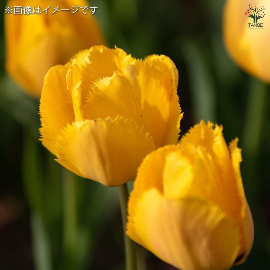 花球根 チューリップ フリンジ咲き クリスタルスター 5球/お買い得2個