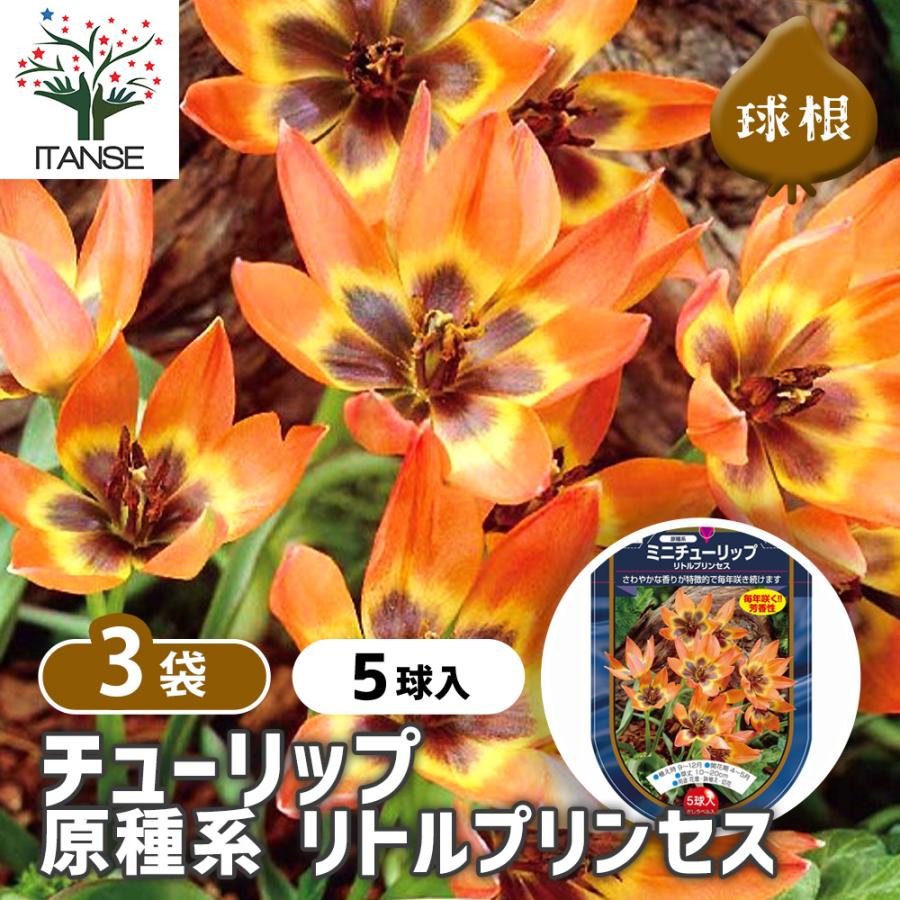 花球根 チューリップ 原種系 リトルプリンセス 5球/お買い得3個セット