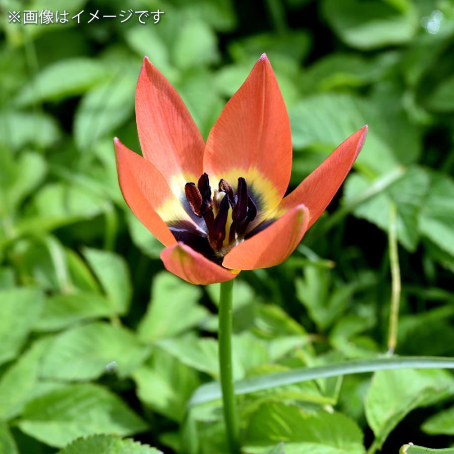 花球根 チューリップ 原種系 リトルプリンセス 5球/お買い得3個セット
