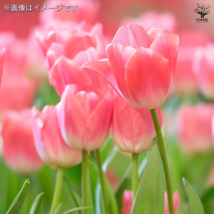 花球根 チューリップテープ巻 特大 赤・黄・ピンク・紫・白・赤黄 6色