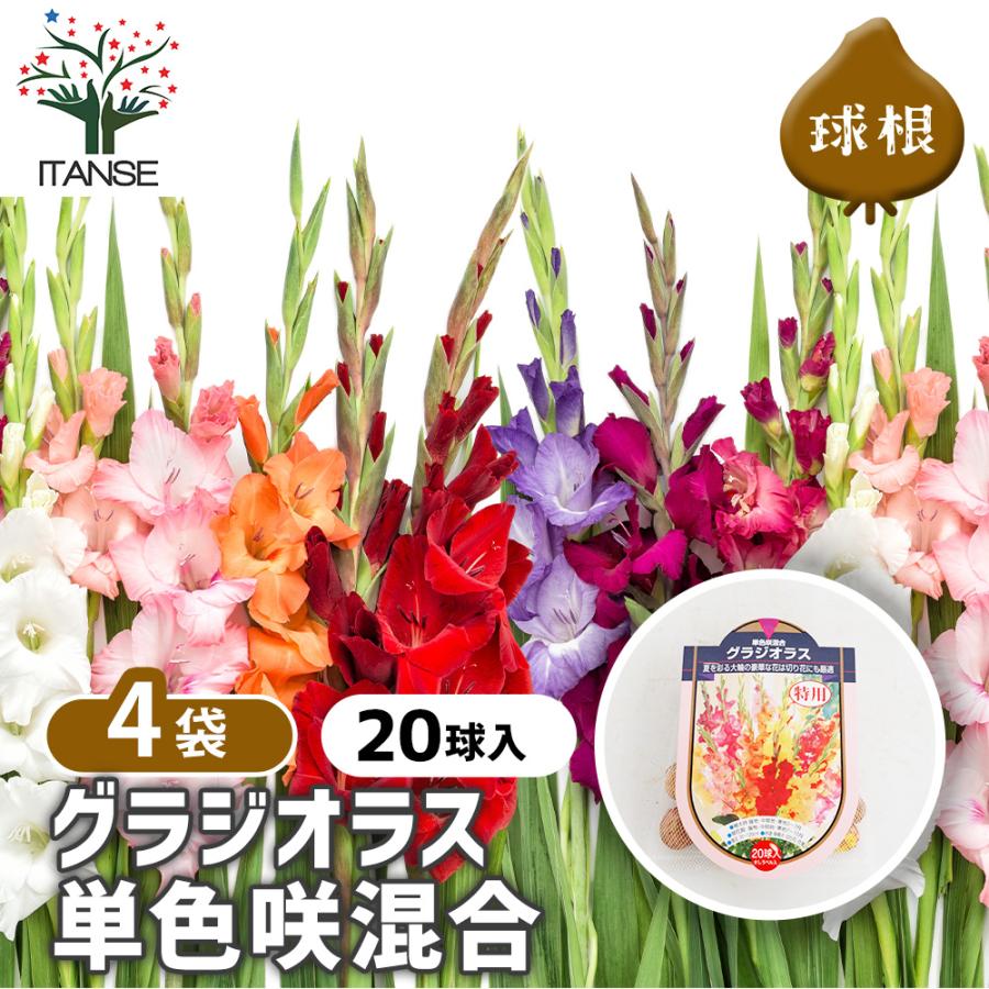 グラジオラス球根セット 20球 花球根 徳用グラジオラス 単色咲混合 20球/お買い得4個セット 球根の花