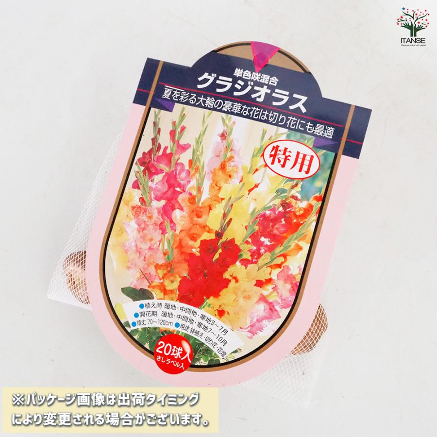 花球根 徳用グラジオラス 単色咲混合 20球/お買い得4個セット 球根の花