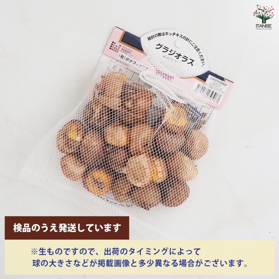 花球根 徳用グラジオラス 単色咲混合 20球/お買い得4個セット 球根の花