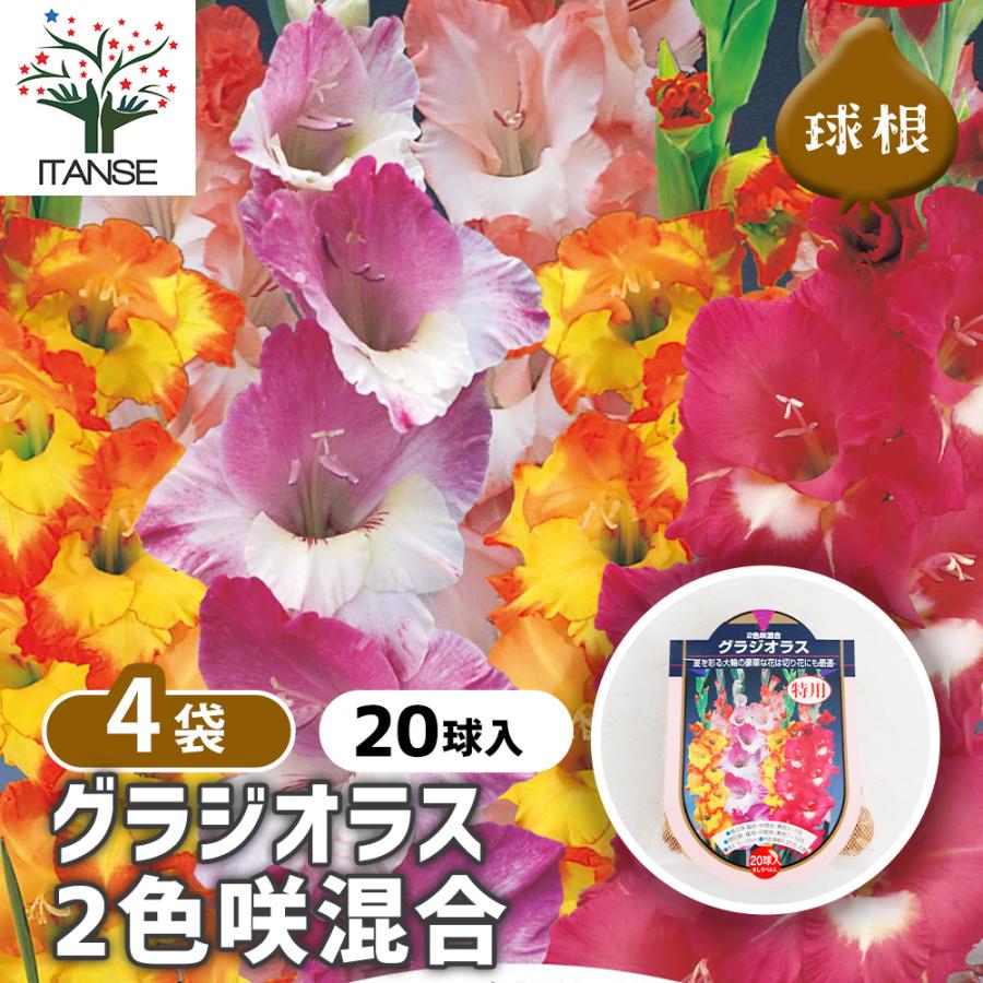花球根 徳用グラジオラス 2色咲混合 20球/お買い得4個セット 球根の花