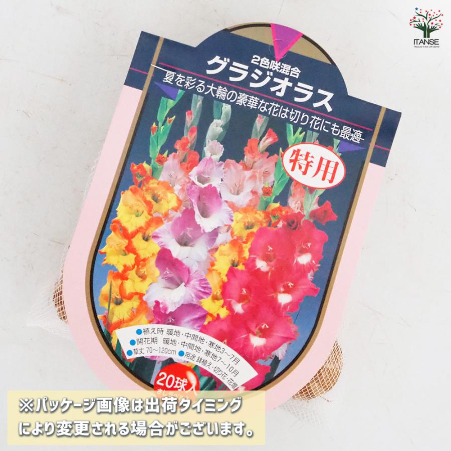 花球根 徳用グラジオラス 2色咲混合 20球/お買い得4個セット 球根の花