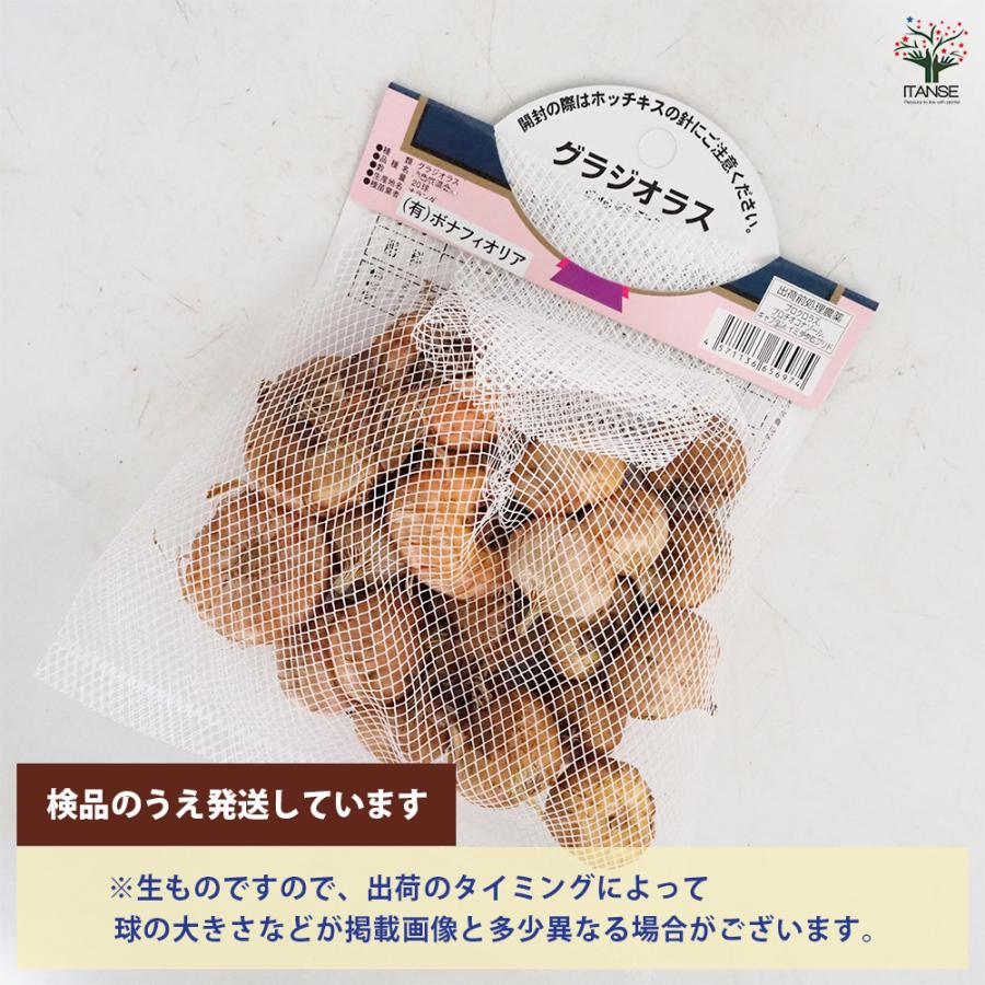 花球根 徳用グラジオラス 2色咲混合 20球/お買い得4個セット 球根の花