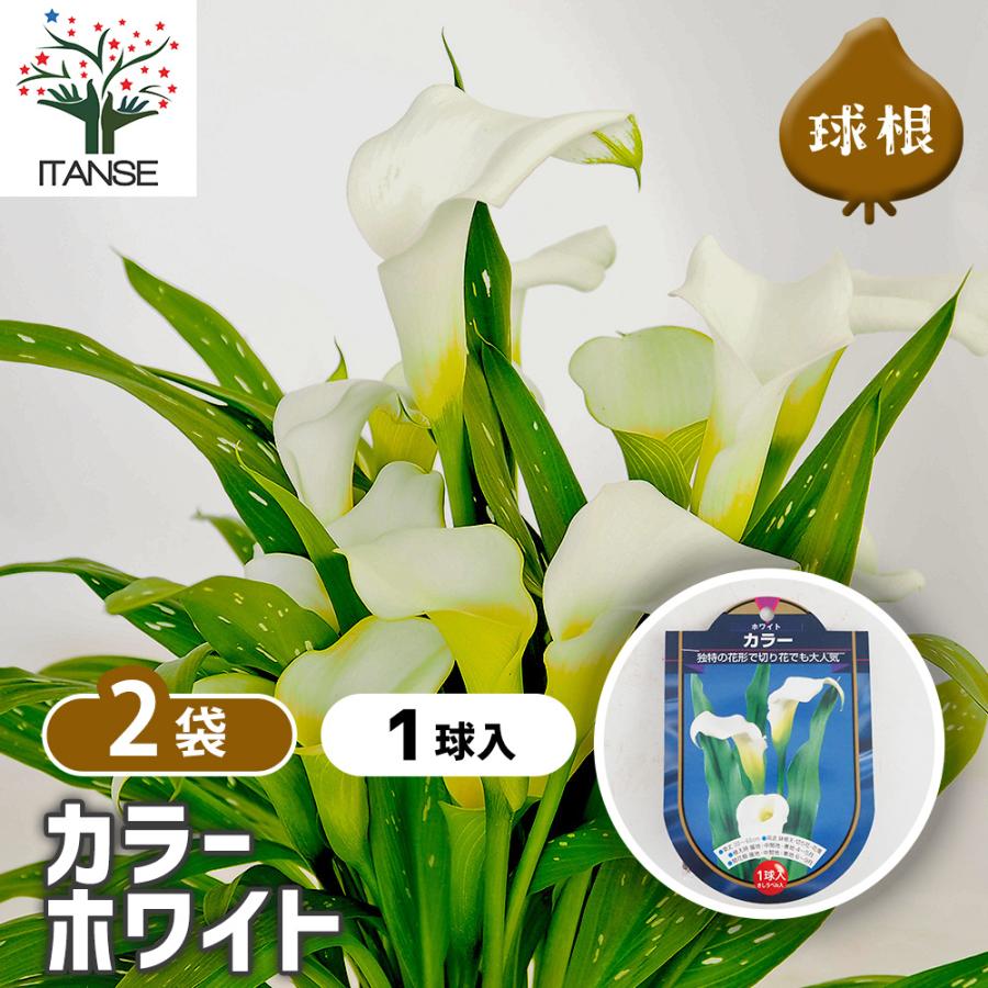 花球根 カラー ホワイト 1球/お買い得2個セット 球根の花 鉢植え 地植え ガーデニング（Yahoo!・野菜苗・植物・青果物販売のITANSE）