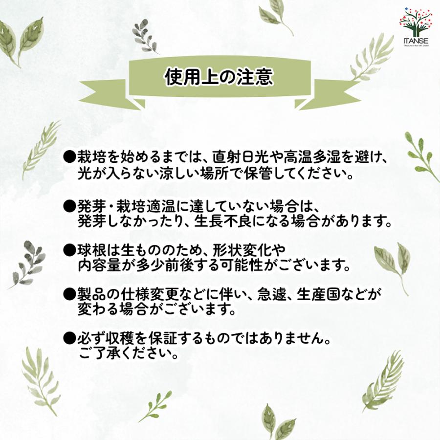 花球根 カラー ホワイト 1球/お買い得4個セット 球根の花 鉢植え 地