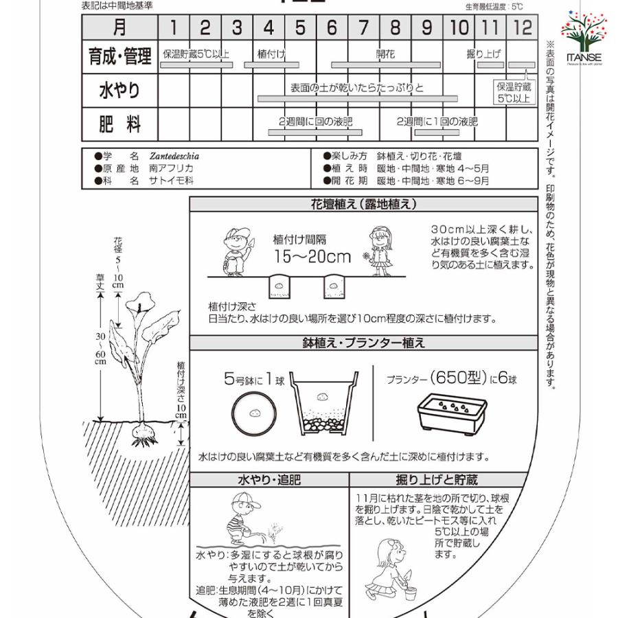 確認用　カラー　白　球根 花球根 カラー ホワイト 1球/お買い得4個セット 球根の花 鉢植え 地