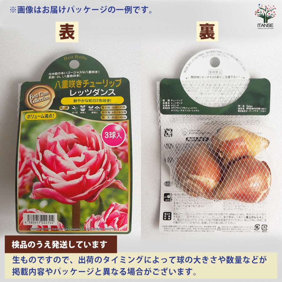 球根 ヒヤシンス ダブルブルー[Cute シリーズ] 花球根 1球/お買い得2個
