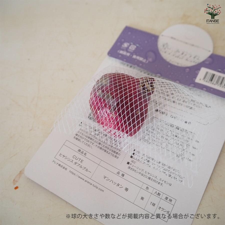 球根 ヒヤシンス ダブルブルー[Cute シリーズ] 花球根 1球/お買い得2個
