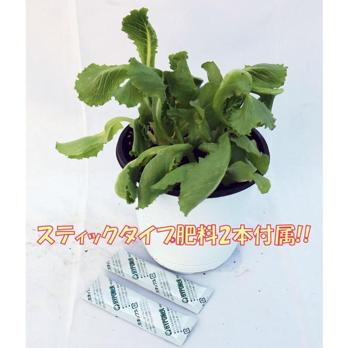 ITANSE レタス苗 サニーレタス赤葉 ロロロッサの大苗 野菜苗 BN硬質