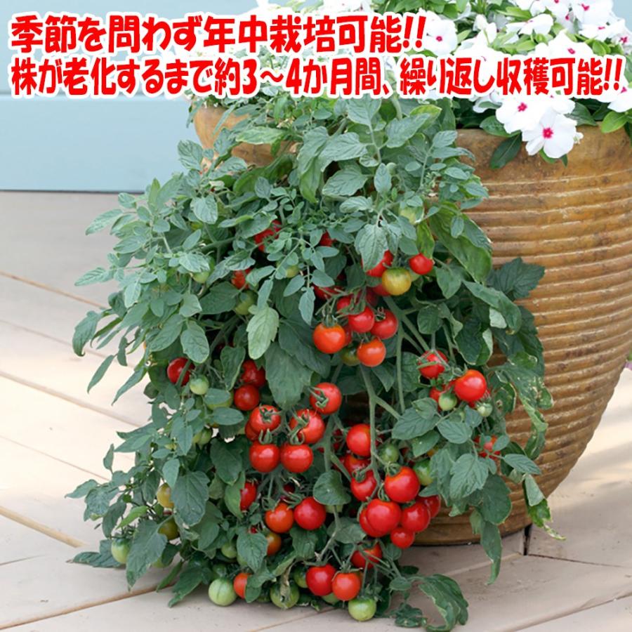 ミニトマト苗 冬トマトの大苗 野菜苗 Bn硬質18cmポット 1個 肥料付き 栽培セット 送料無料 Mad 野菜苗 植物 青果物販売のitanse 通販 Yahoo ショッピング
