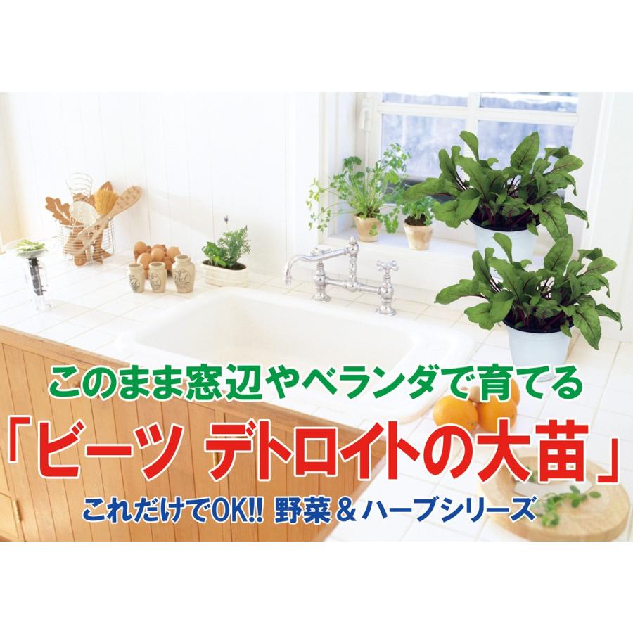ビーツ苗 ビーツデトロイトの大苗 野菜苗 Bn硬質15cmポット 1個 肥料付き 栽培セット 送料無料 Mad 野菜苗 植物 青果物販売のitanse 通販 Yahoo ショッピング