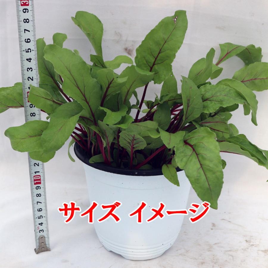ビーツ苗 ビーツデトロイトの大苗 野菜苗 Bn硬質15cmポット 1個 肥料付き 栽培セット 送料無料 Mad 野菜苗 植物 青果物販売のitanse 通販 Yahoo ショッピング