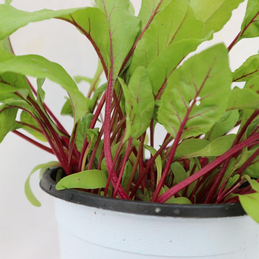 ビーツ苗 ビーツデトロイトの大苗 野菜苗 Bn硬質15cmポット 1個 肥料付き 栽培セット 送料無料 Mad 野菜苗 植物 青果物販売のitanse 通販 Yahoo ショッピング