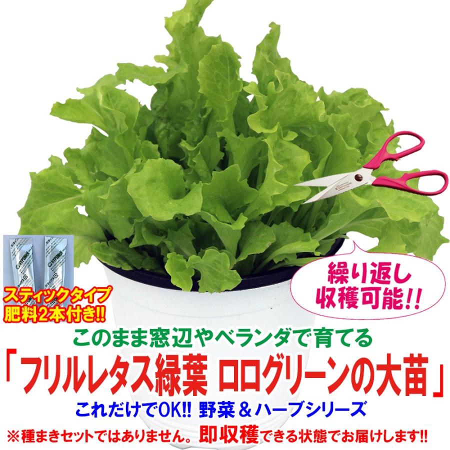 レタス苗 フリルレタス緑葉 ロログリーンの大苗 野菜苗 Bn硬質15cmポット 1個 肥料付き 栽培セット 送料無料 Mad 野菜苗 植物 青果物販売のitanse 通販 Yahoo ショッピング