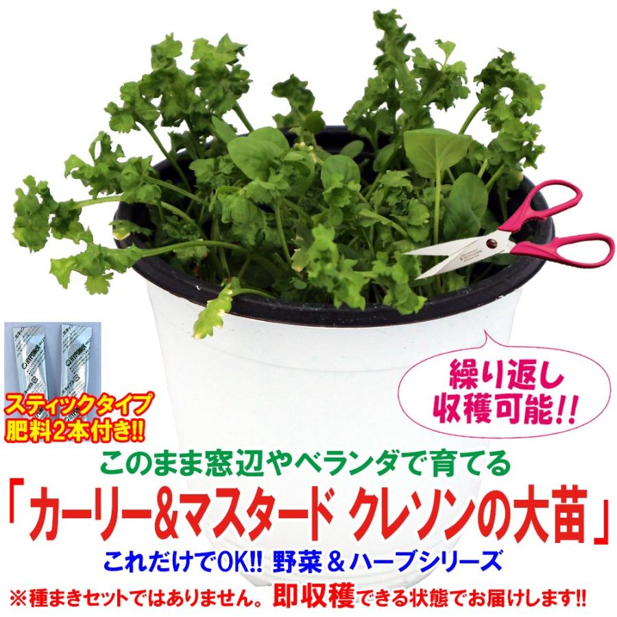 クレソン苗 カーリー マスタード クレソンの大苗 野菜苗 Bn硬質15cmポット 1個 肥料付き 栽培セット 送料無料 Mad 野菜苗 植物 青果物販売のitanse 通販 Yahoo ショッピング