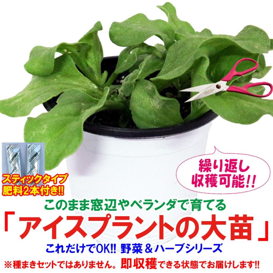 ITANSE アイスプラントの大苗(品種=プチサラ) 野菜苗 BN硬質15cmポット 1個 肥料付き 栽培セット 送料無料 イタンセ公式｜itanse