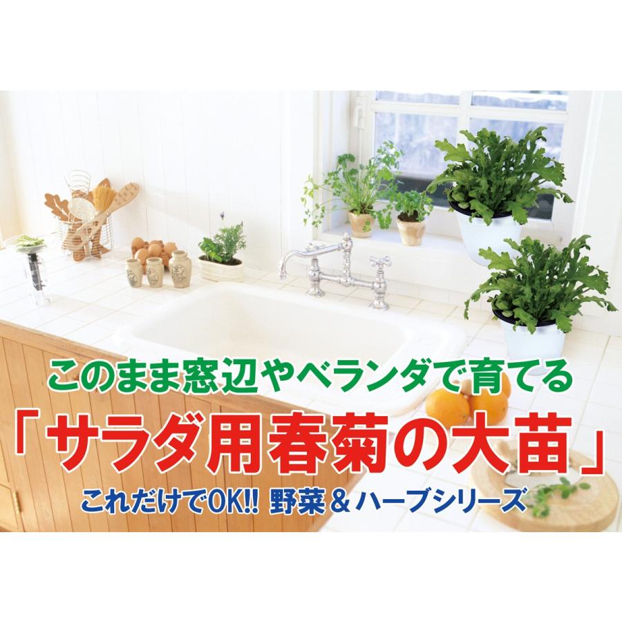 ITANSE 春菊苗 サラダ用春菊の大苗 野菜苗 BN硬質15cmポット 1個 ITANSE 春菊苗 サラダ用春菊の大苗 野菜苗 BN硬質15cmポット 1個