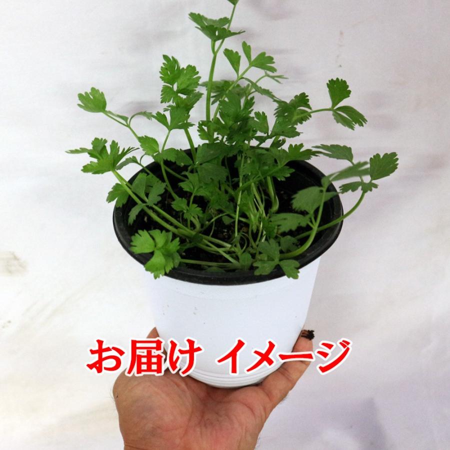 ITANSE セロリ苗 プチセロリの大苗 野菜苗 BN硬質15cmポット 1個 ITANSE セロリ苗 プチセロリの大苗 野菜苗 BN硬質15cmポット 1個