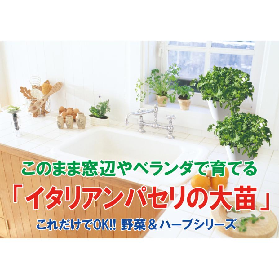 イタリアンパセリの大苗 繰り返し収穫可能 室内 戸外通年栽培用大苗 肥料付 野菜苗 15cm硬質ポット大苗 1個 家庭菜園 送料無料 Mad 野菜苗 植物 青果物販売のitanse 通販 Yahoo ショッピング