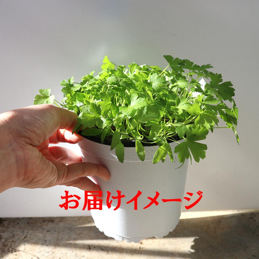 イタリアンパセリの大苗 繰り返し収穫可能 室内 戸外通年栽培用大苗 肥料付 野菜苗 15cm硬質ポット大苗 1個 家庭菜園 送料無料 Mad 野菜苗 植物 青果物販売のitanse 通販 Yahoo ショッピング