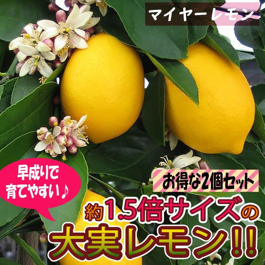 レモン苗 マイヤーレモン 果樹苗 9cmポット 2個セット 人気の柑橘類の苗 送料無料 Nae 野菜苗 植物 青果物販売のitanse 通販 Yahoo ショッピング