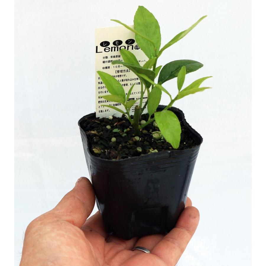 レモン苗 マイヤーレモン 果樹苗 9cmポット 2個セット 人気の柑橘類の苗 送料無料 Nae 野菜苗 植物 青果物販売のitanse 通販 Yahoo ショッピング