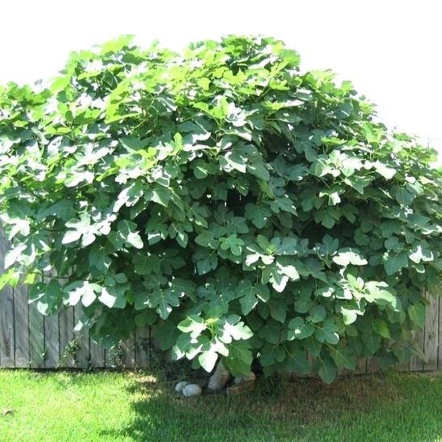 にこイチジク苗セット 楽天市場】【よりどり2個セット】【選べる品種】久留米いちじく