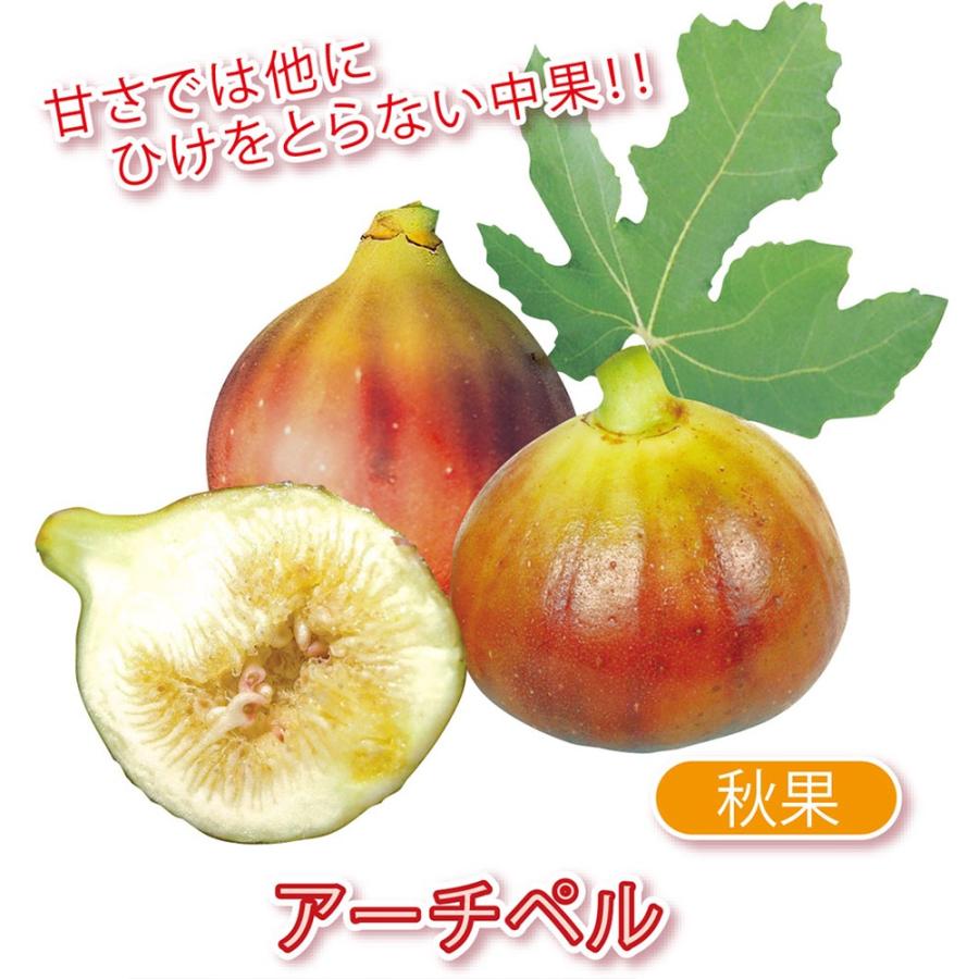 ITANSE イチジク苗 ミニイチジク アーチペル 果樹苗 9cmポット 2個