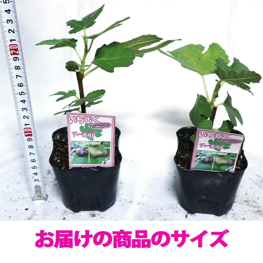 ITANSE イチジク苗 ミニイチジク アーチペル 果樹苗 9cmポット 2個