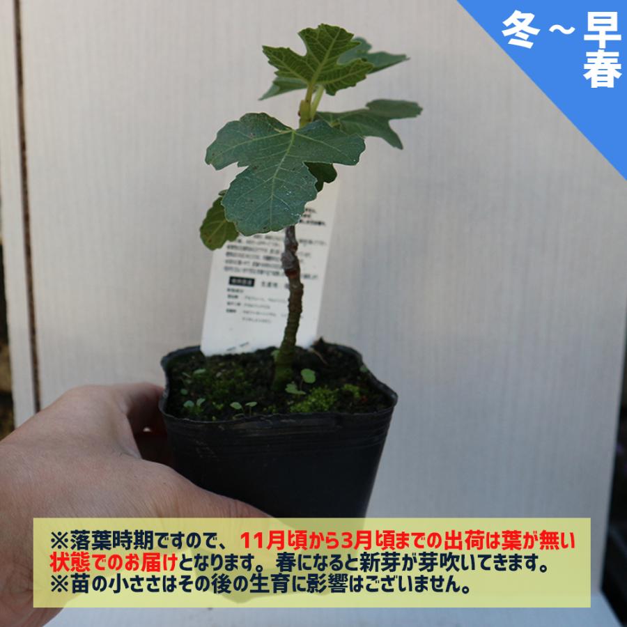 ITANSE イチジク苗 ミニイチジク アーチペル 果樹苗 9cmポット 2個