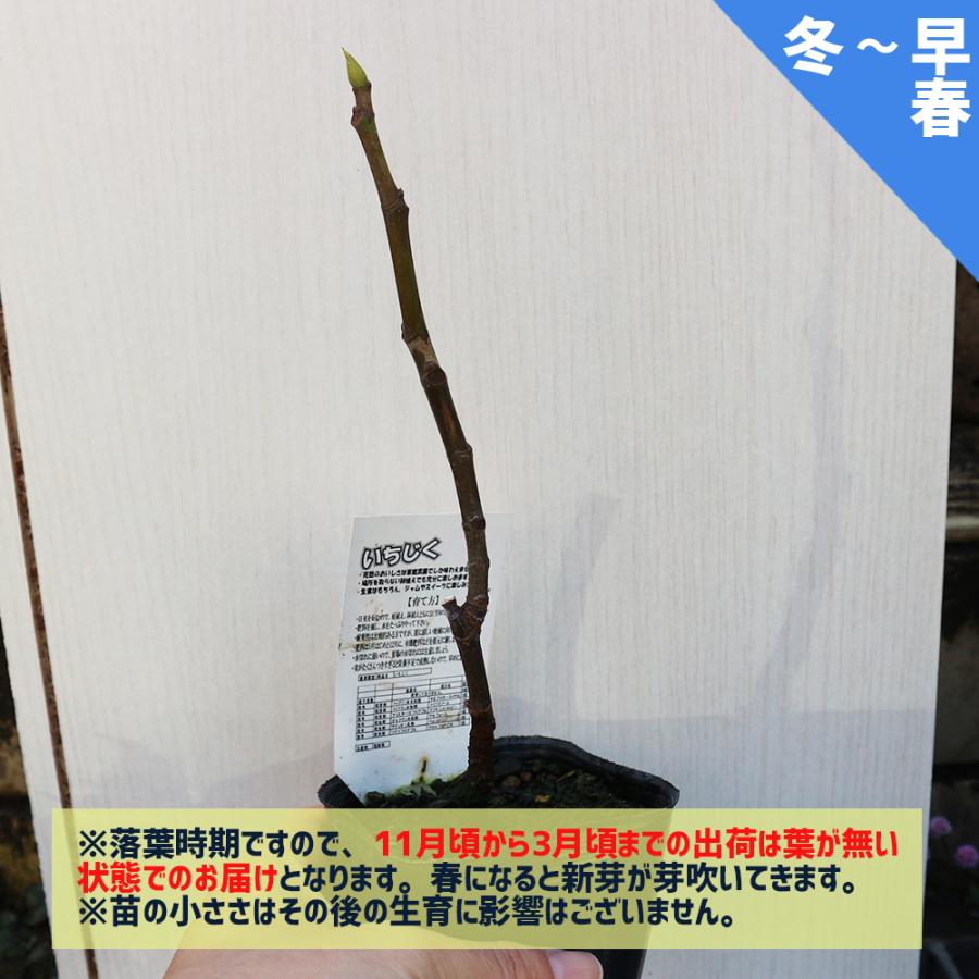 イチジク苗 ミニイチジク ブラウンターキー 果樹苗 9cmポット 2個セット 送料無料 Nae 野菜苗 植物 青果物販売のitanse 通販 Yahoo ショッピング