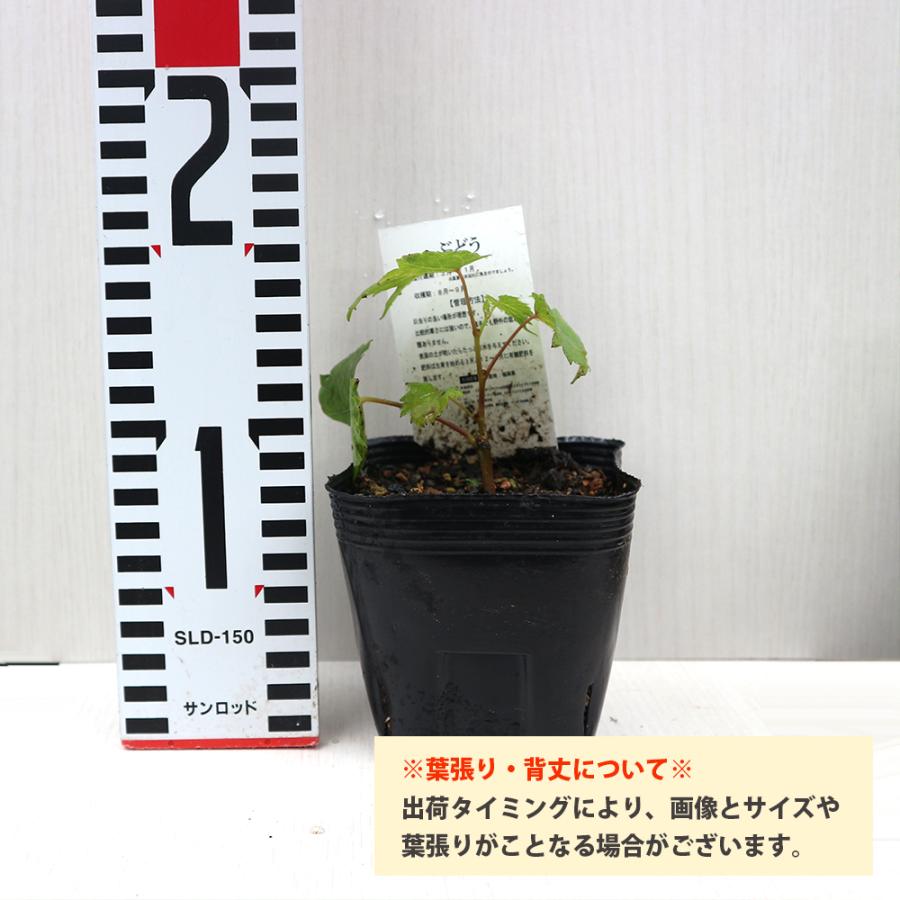ITANSE ぶどう苗 紅三尺(巨大房ブドウ 欧州種系) 果樹苗 挿し木 ITANSE ぶどう苗 紅三尺(巨大房ブドウ 欧州種系) 果樹苗 挿し木