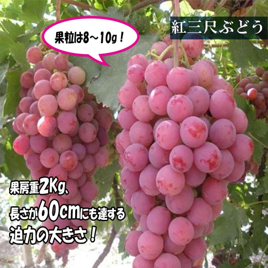 ITANSE ぶどう苗 紅三尺(巨大房ブドウ 欧州種系) 果樹苗 挿し木 ITANSE ぶどう苗 紅三尺(巨大房ブドウ 欧州種系) 果樹苗 挿し木