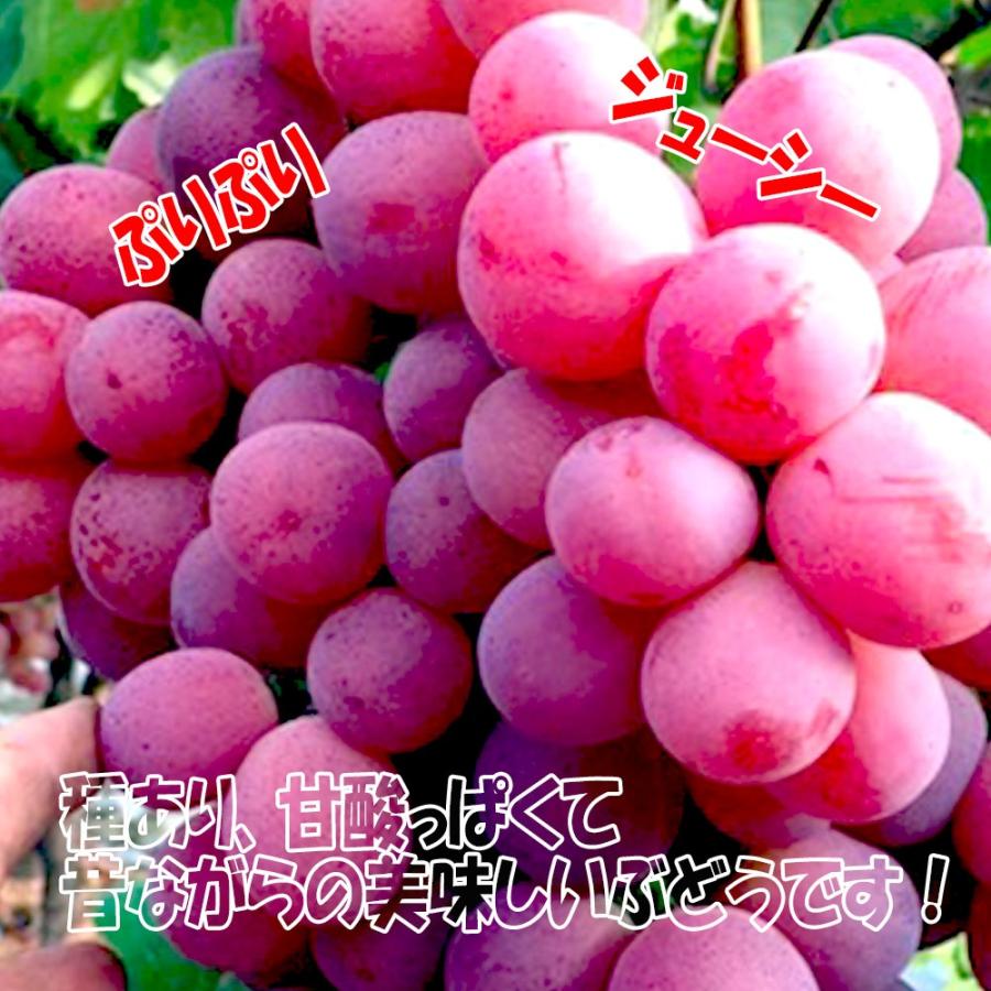 ITANSE ぶどう苗 紅三尺(巨大房ブドウ 欧州種系) 果樹苗 挿し木 ITANSE ぶどう苗 紅三尺(巨大房ブドウ 欧州種系) 果樹苗 挿し木