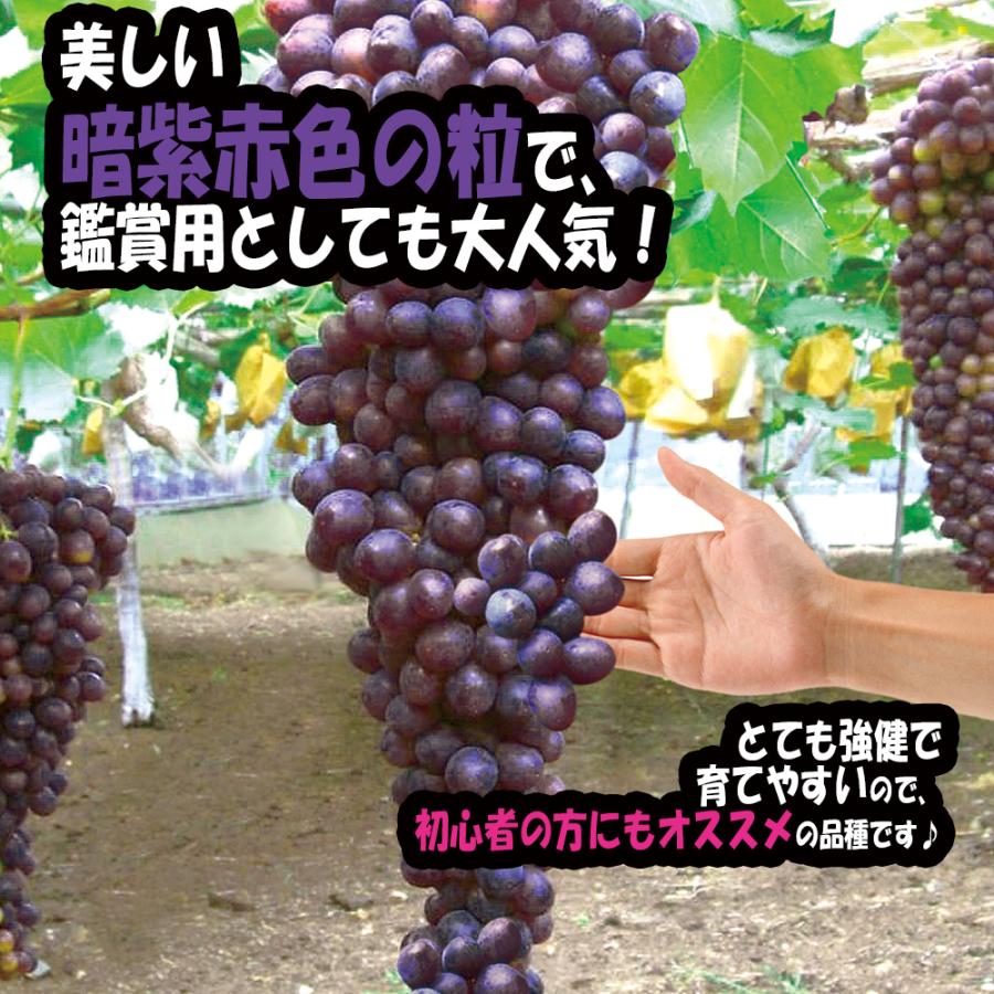 ぶどう苗 黒三尺 巨大房ブドウ 欧州種系 果樹苗 挿し木苗 10 5cmポット 1個 送料無料 Nae 野菜苗 植物 青果物販売のitanse 通販 Yahoo ショッピング