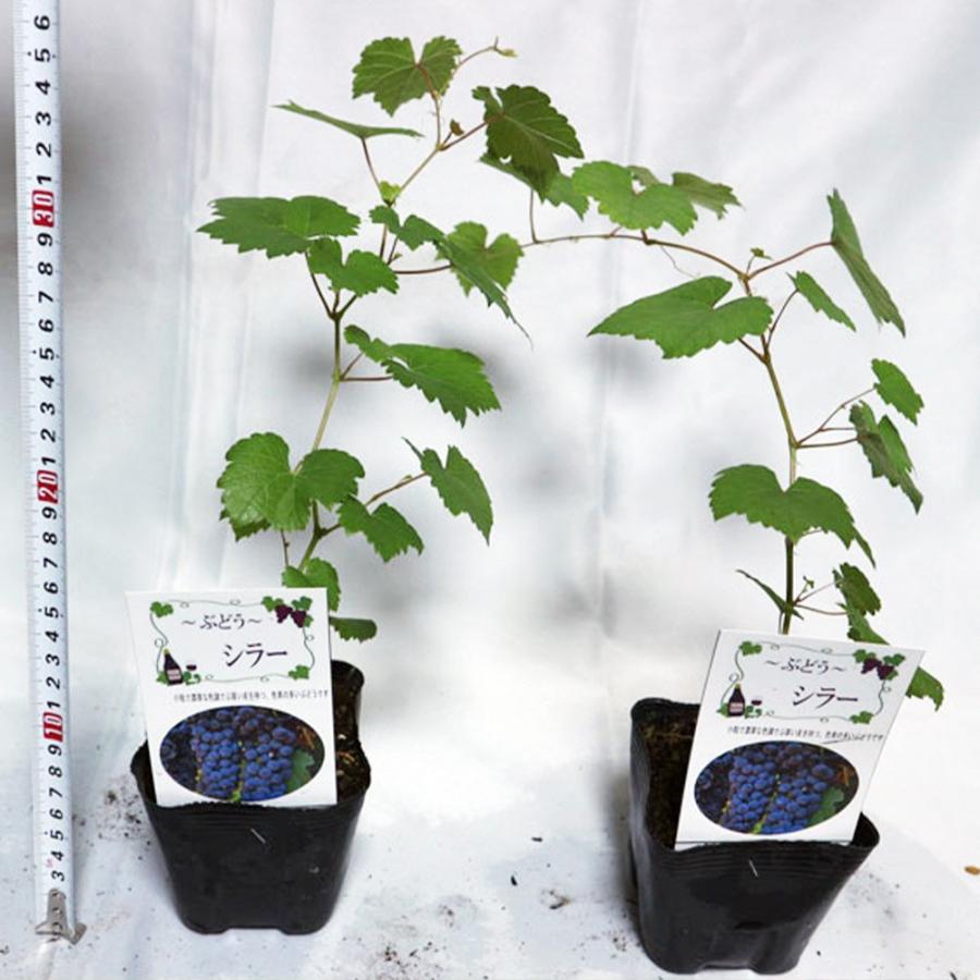 ぶどう苗 シラー 果樹苗 挿し木苗 10 5cmポット 2個セット 送料無料 Nae 野菜苗 植物 青果物販売のitanse 通販 Yahoo ショッピング