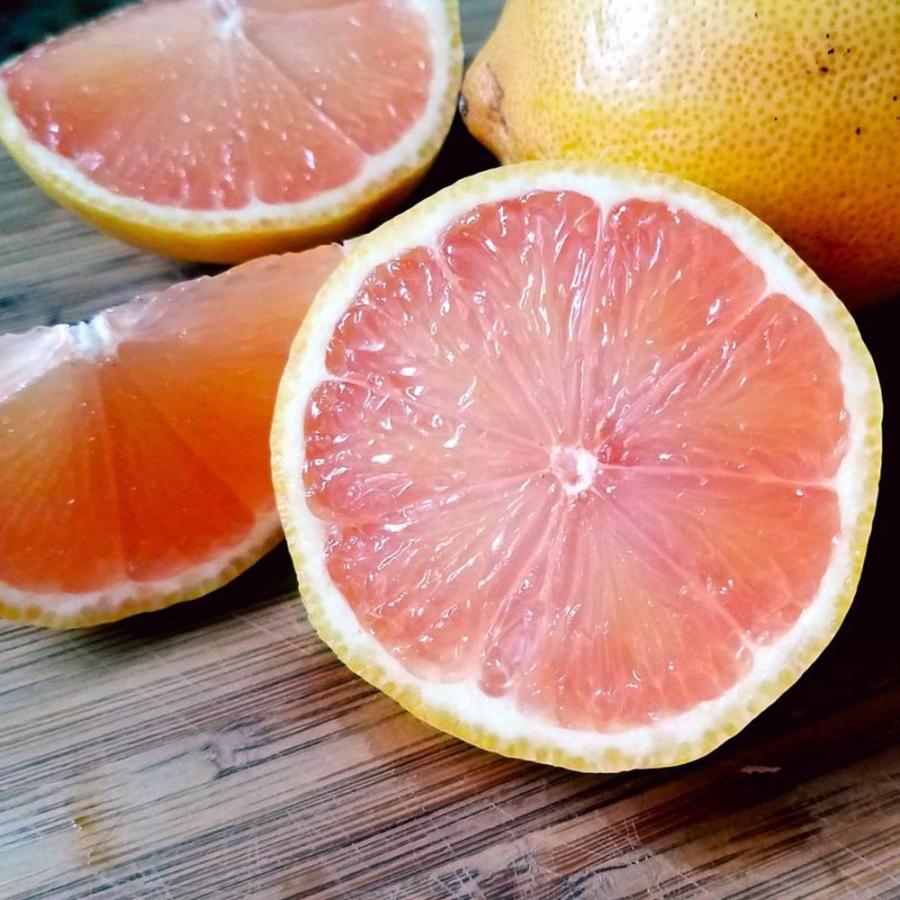 レモン苗 ピンクレモネード 果樹苗 9cmポット 2個セット 人気の柑橘類の苗 送料無料 Nae 野菜苗 植物 青果物販売のitanse 通販 Yahoo ショッピング