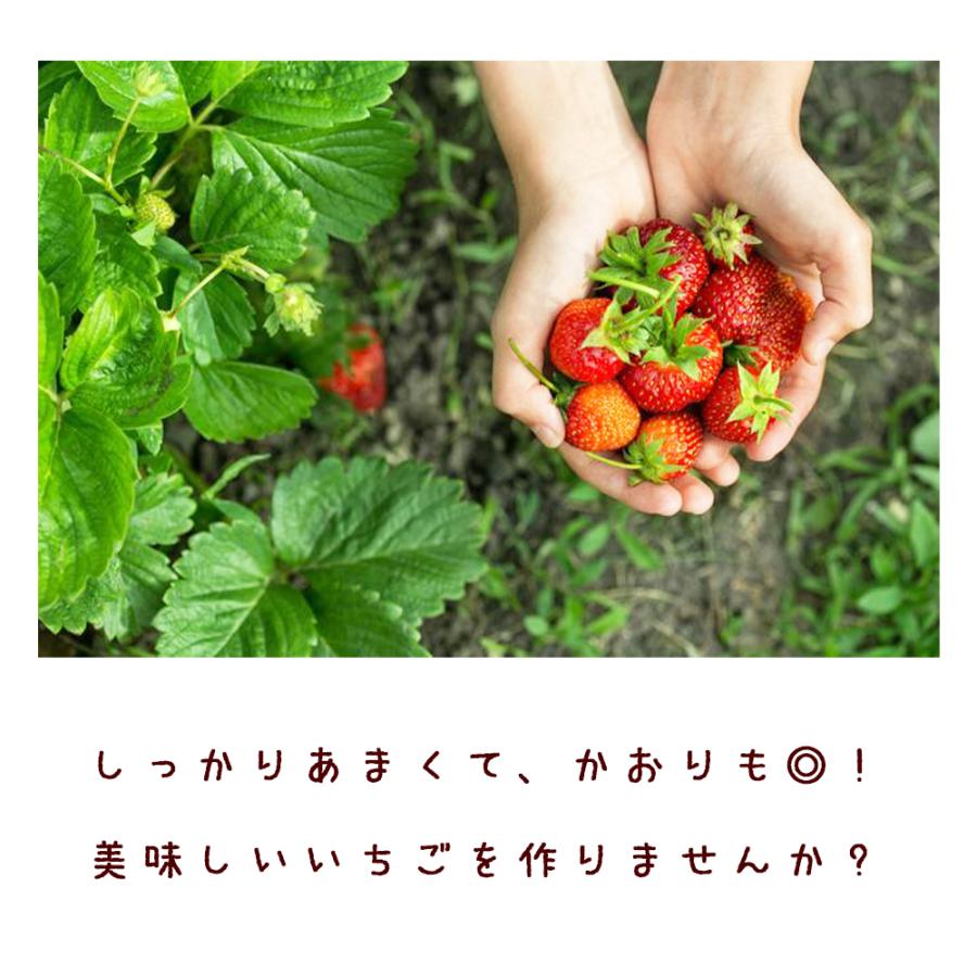 イチゴ苗 すずなりいちご 野菜苗 9cmポット 3個セット いちごの肥料付き 送料無料 Nae 野菜苗 植物 青果物販売のitanse 通販 Yahoo ショッピング