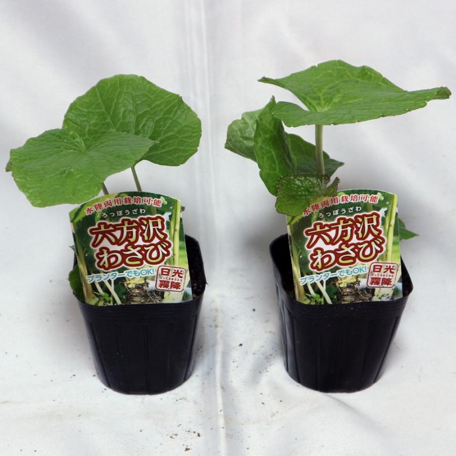 ITANSE わさび苗 六方沢わさび 野菜苗 9cmポット 2個セット 送料無料 イタンセ公式