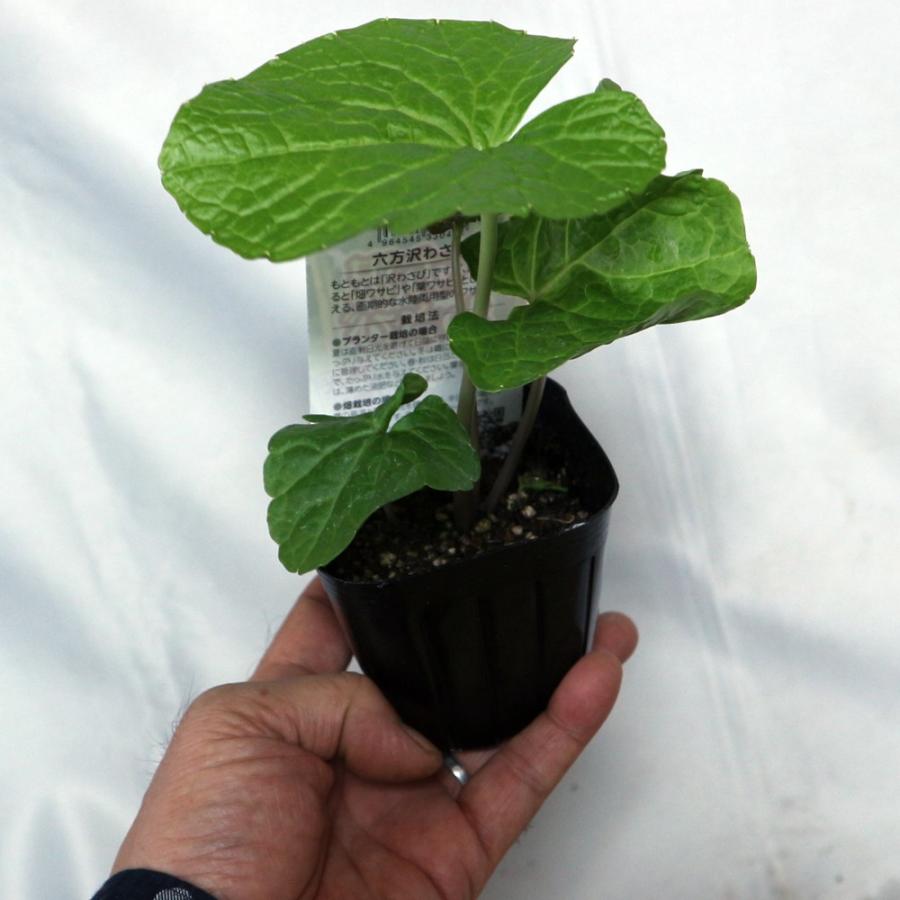 ITANSE わさび苗 六方沢わさび 野菜苗 9cmポット 2個セット 送料無料 イタンセ公式