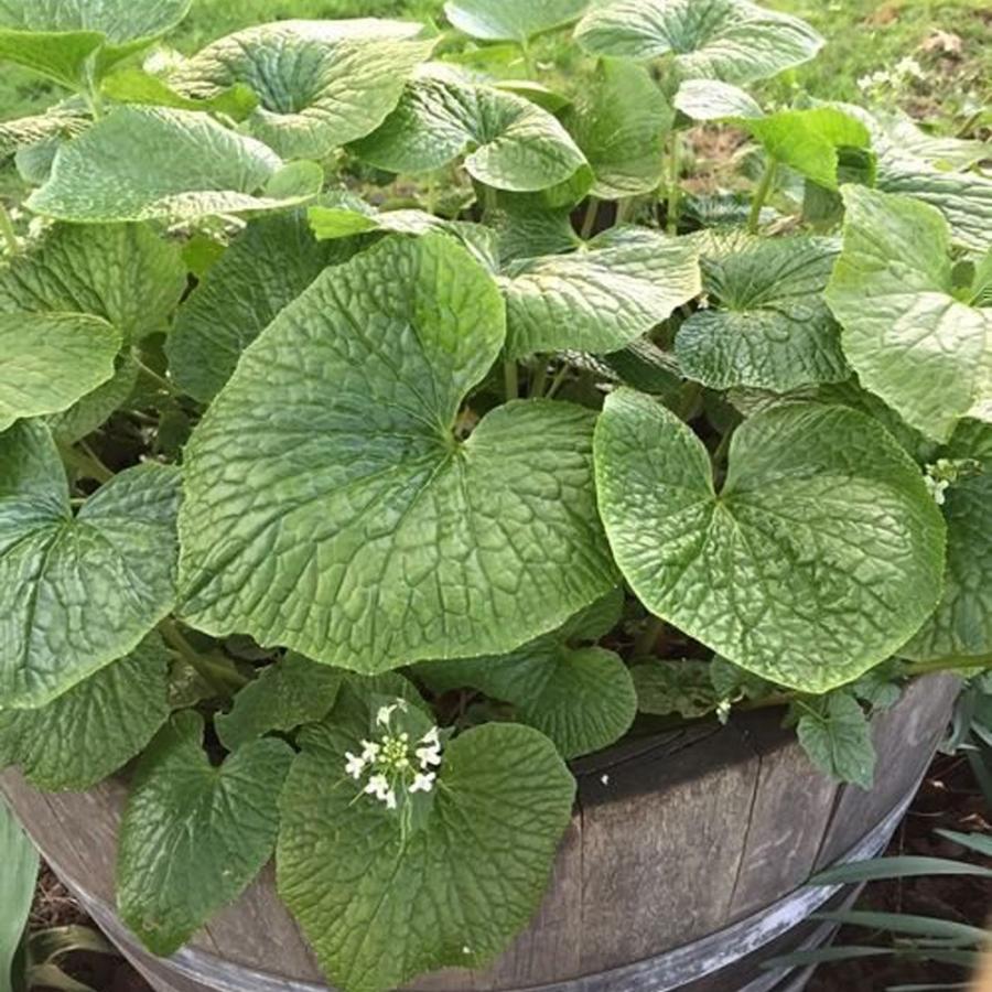 ITANSE わさび苗 六方沢わさび 野菜苗 9cmポット 2個セット 送料無料 イタンセ公式