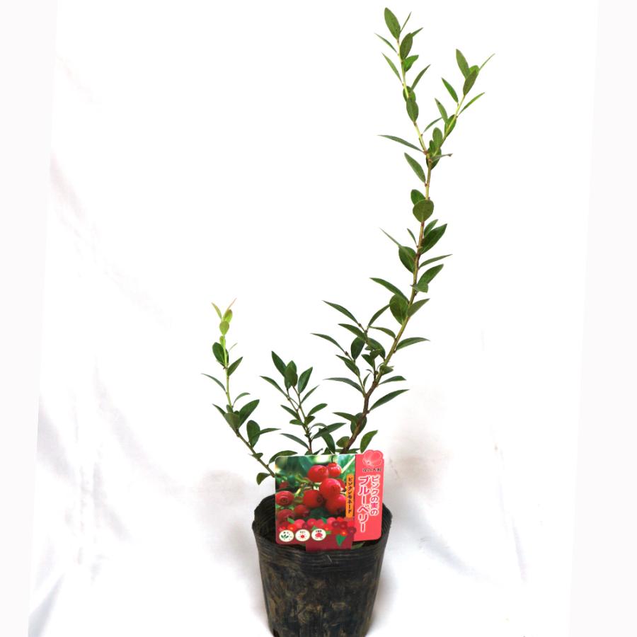 ITANSE ブルーベリー ピンクレモネード 果樹苗 2年生挿し木大苗 15cm